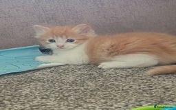 Norwegian Forest Cat cats for sale: Norwegian forest x in Basingstoke - Image 24