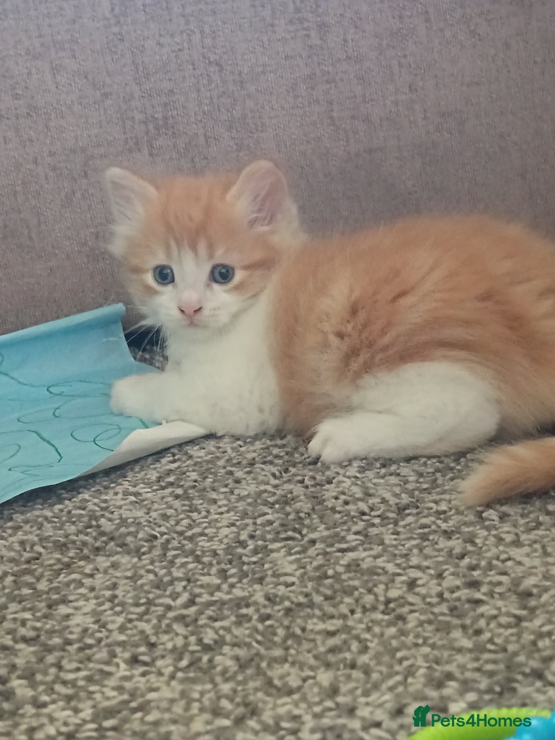 Norwegian Forest Cat cats for sale: Norwegian forest x in Basingstoke - Image 24