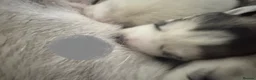 Siberian Husky dogs for sale: Siberian husky  in Corby - Advert 6