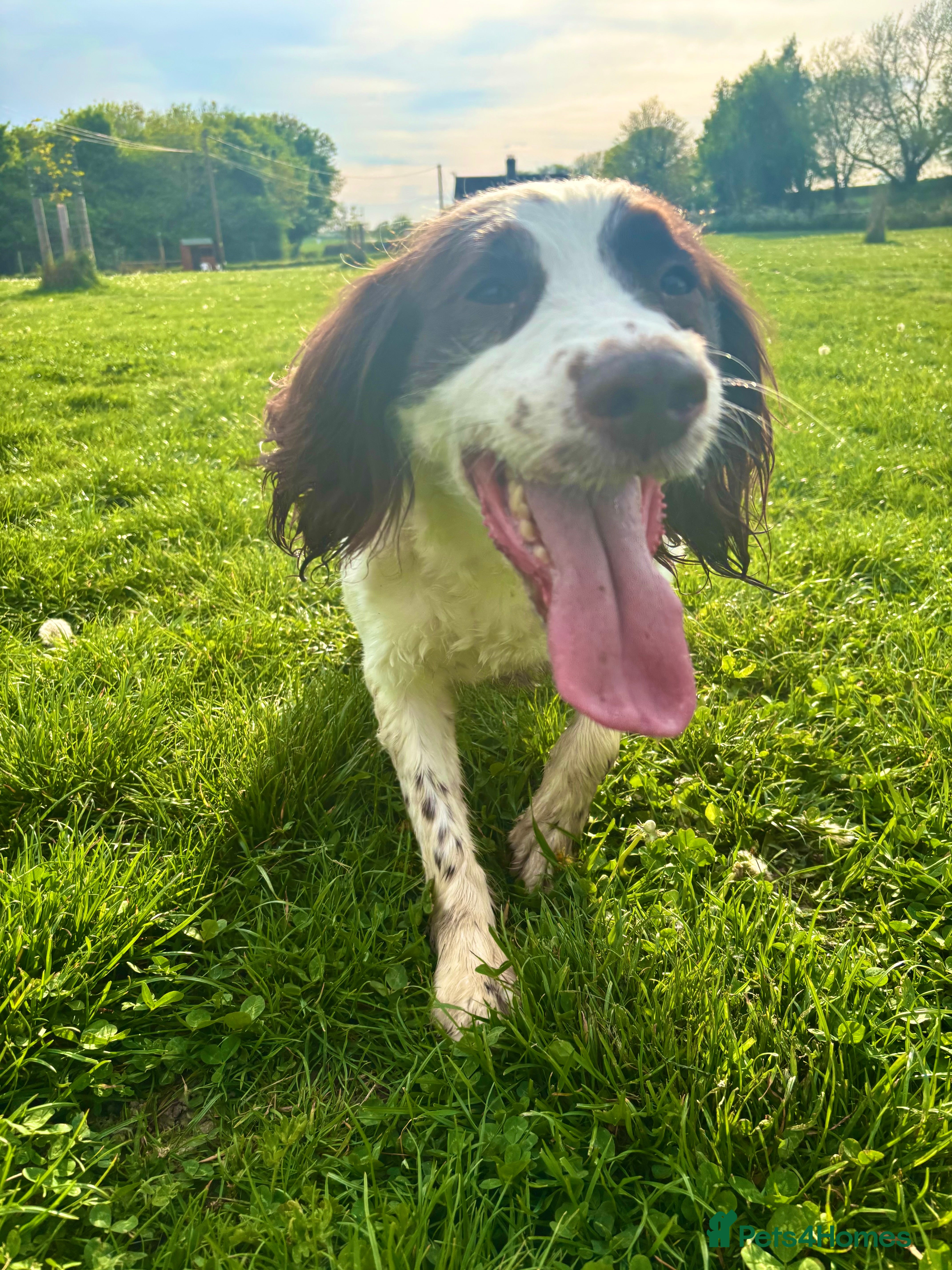 English Springer Spaniel dogs Molly - 4 year old springer - Advert 12