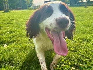 English Springer Spaniel dogs Molly - 4 year old springer - Advert 11