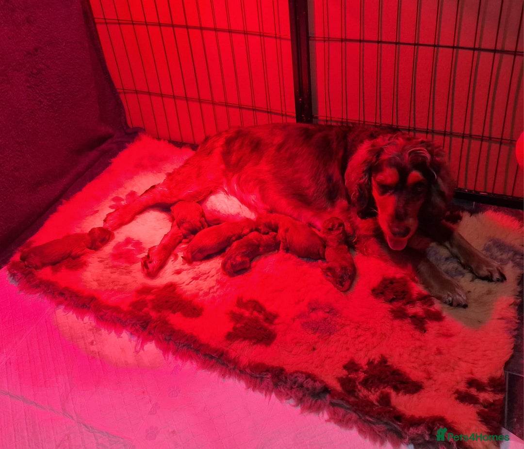 Cockapoo dogs for sale: Beautiful F1 Cockapoo puppies - Image 16