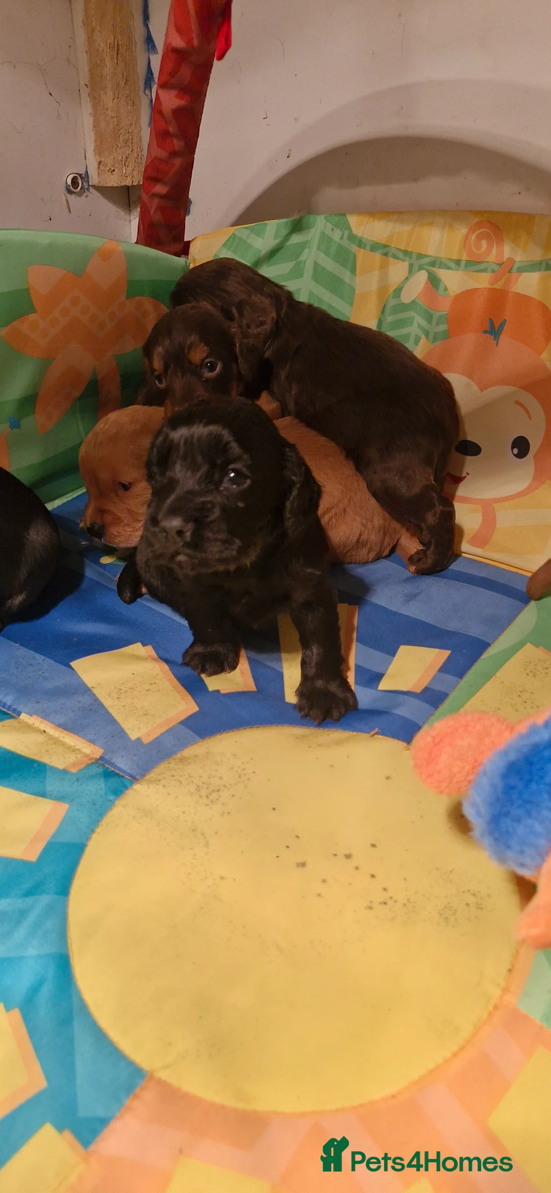 Cocker Spaniel dogs for sale: COCKER SPANIEL PUPPIES - Advert 5