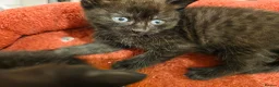 Mixed Breed cats for sale: 3 Lovely kittens for sale  - Advert 2