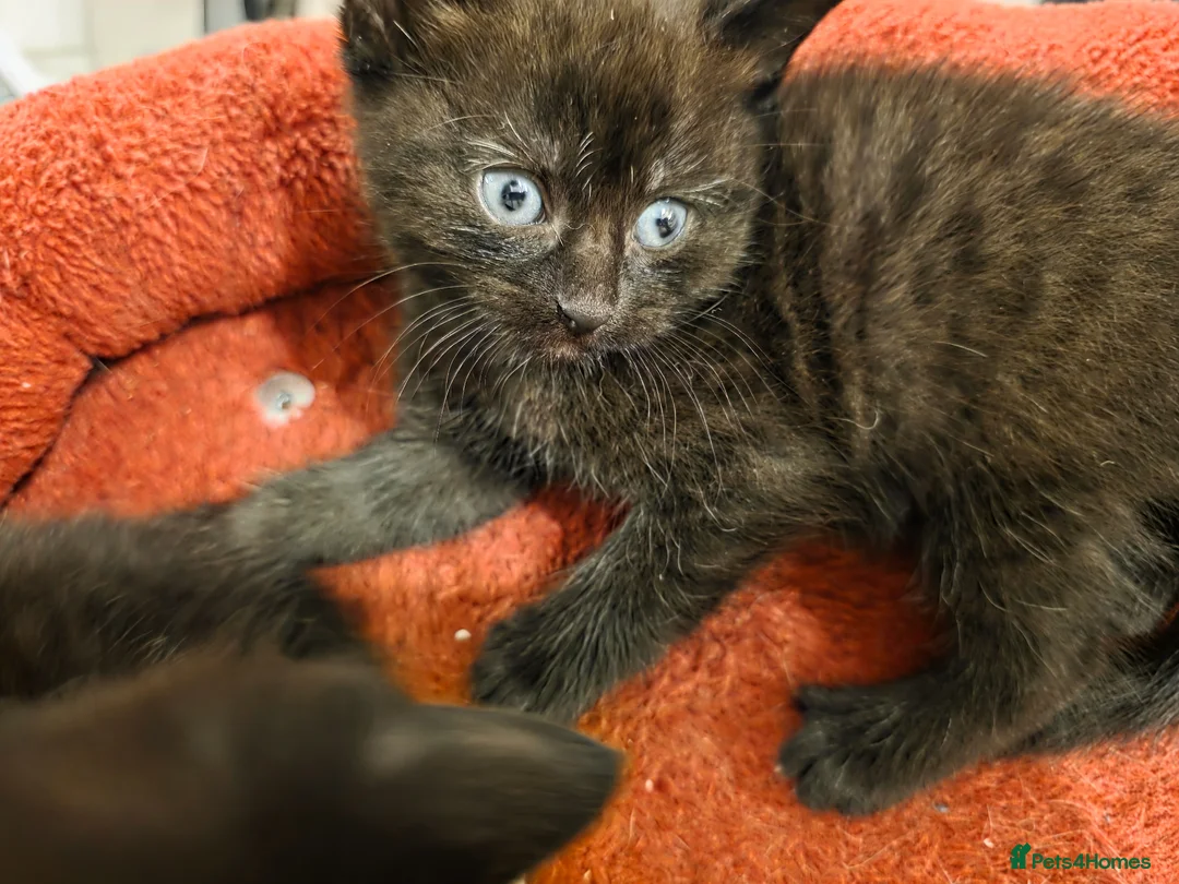Mixed Breed cats for sale: 3 Lovely kittens for sale  - Advert 2