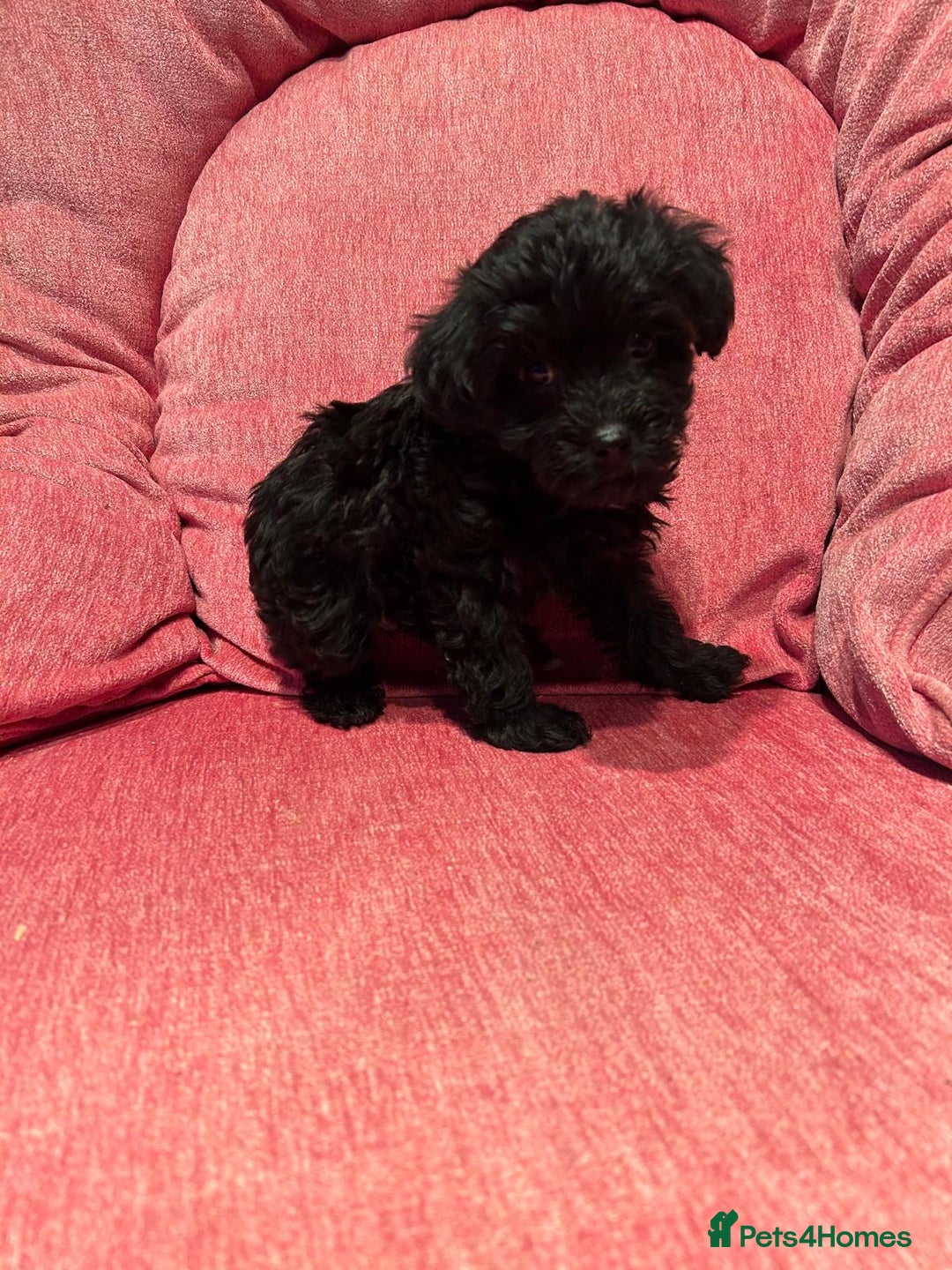 Yorkiepoo dogs for sale: Gorgeous F1 Yorkipoo puppies - Advert 6