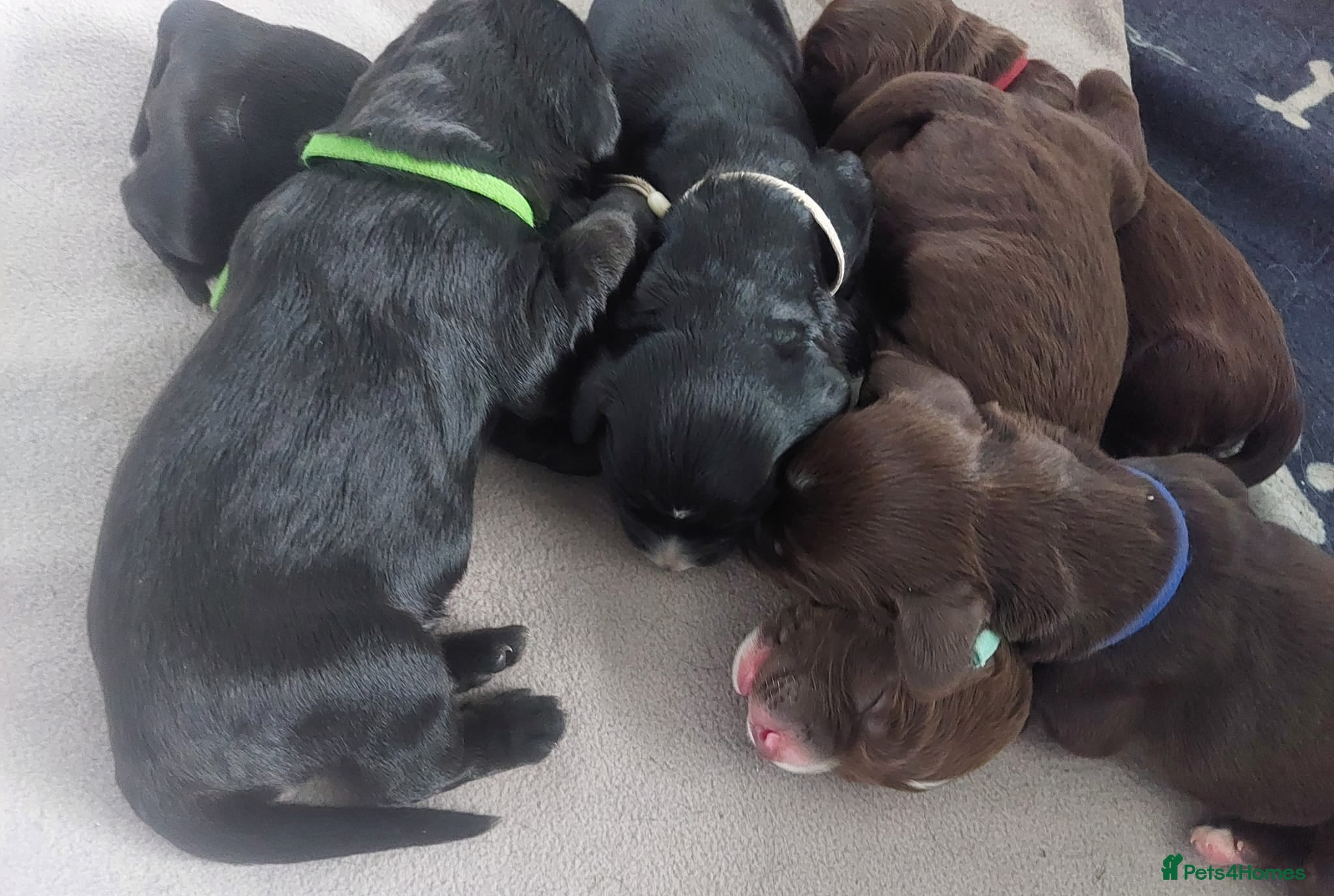 Sprocker dogs for sale: Sprocker Spaniel DWKC registered working line pups - Advert 11