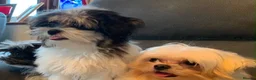 Maltese dogs for sale: Beautiful 7/8 Maltese Girl  - Advert 4