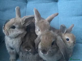 Mixed Breed rabbits 5 female holland lop cross ginger/wild bunnies - Advert 13