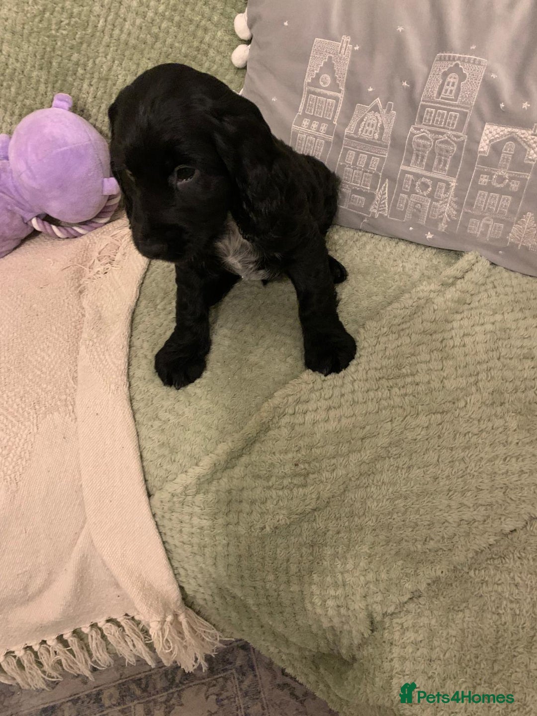 Cocker Spaniel dogs for sale: Last remaining male - Advert 4