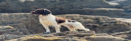 English Springer Spaniel dogs for stud: English Springer Spaniel for stud. in Colyton - Advert 8