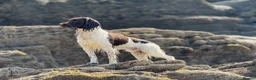 English Springer Spaniel dogs for stud: Exceptional English Springer Spaniel for stud. - Advert 8
