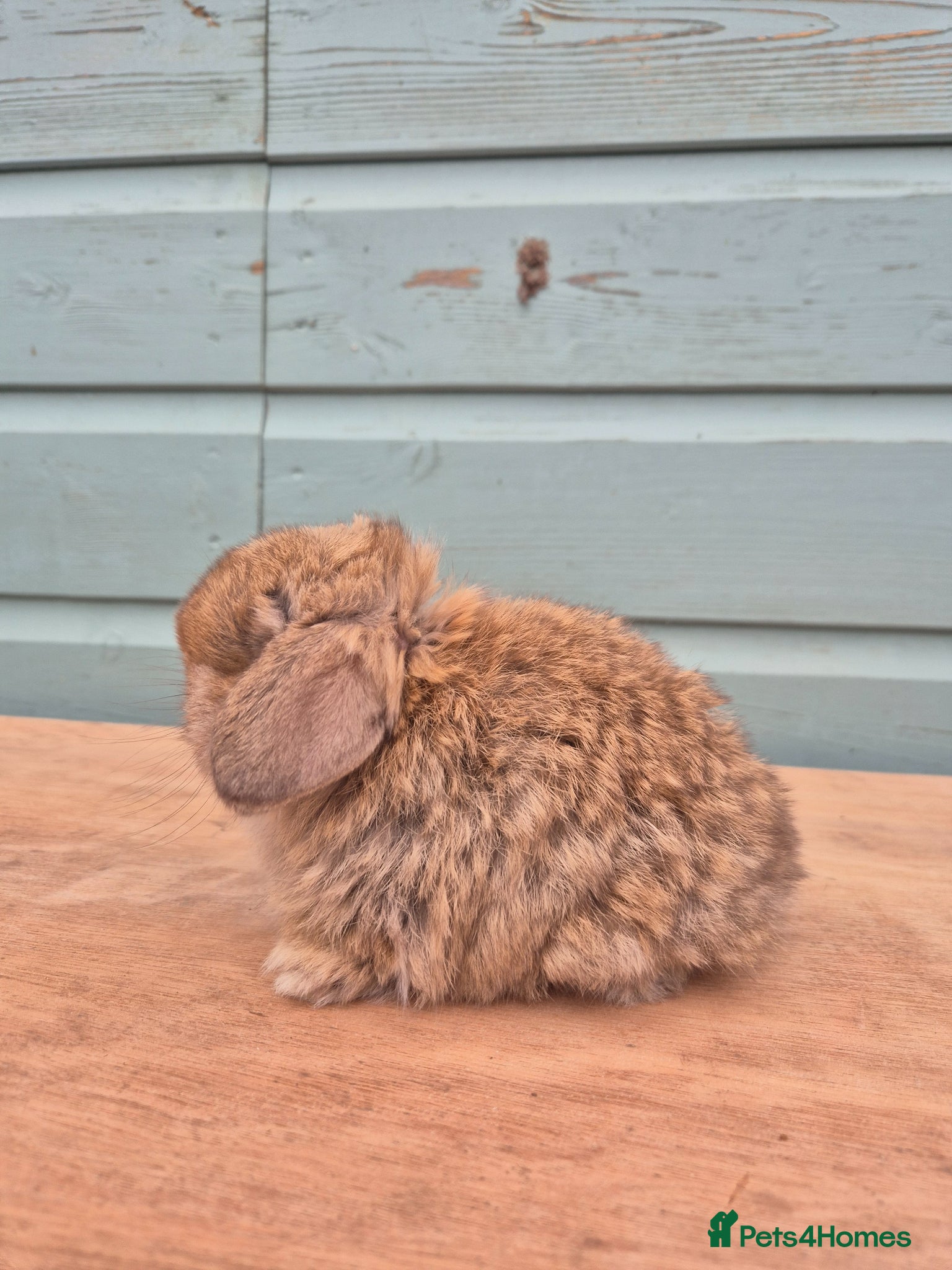 Mini Lop rabbits Mini lop boy  - Advert 1