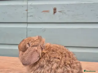 Mini Lop rabbits Mini lop boy - Advert 5