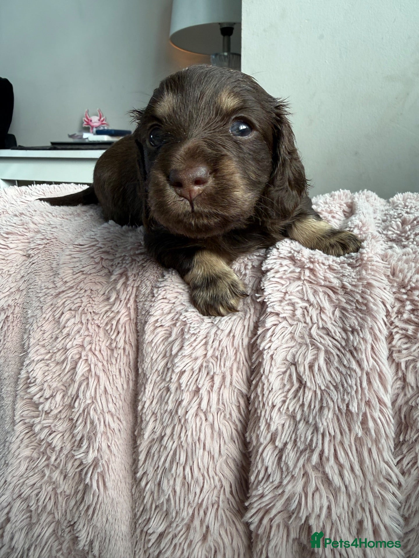 Miniature Dachshund dogs Beautiful English cream long hair mini dachshunds - Advert 2