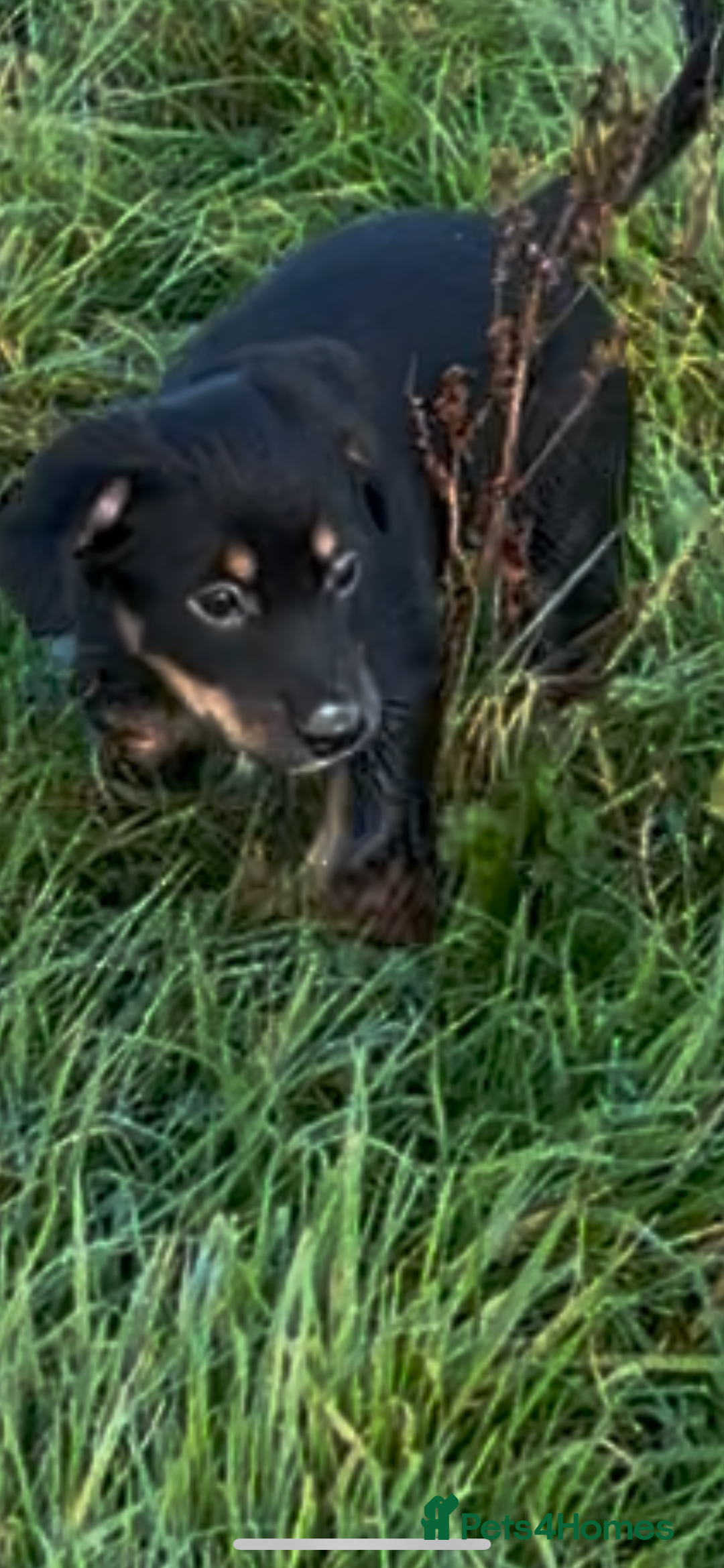 Mixed Breed dogs for sale: Happy and friendly  - Image 5