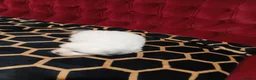Bichon Frise dogs for sale: Bischon frize - Advert 18