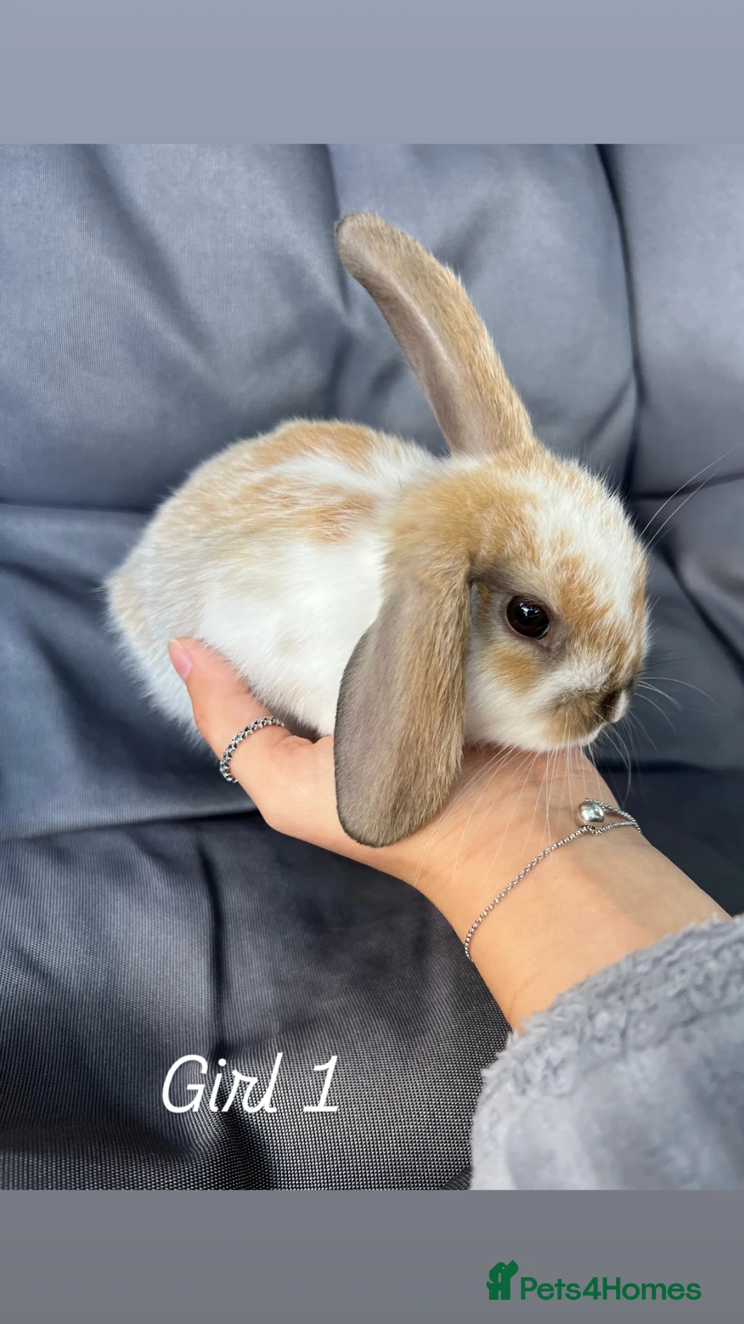 Mini Lop rabbits for sale: Mini lop - Advert 1