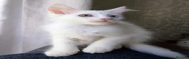 Maine Coon 3