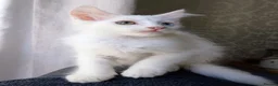 Maine Coon cats for sale: Maine Coon Kittens White and Smoke - Advert 2