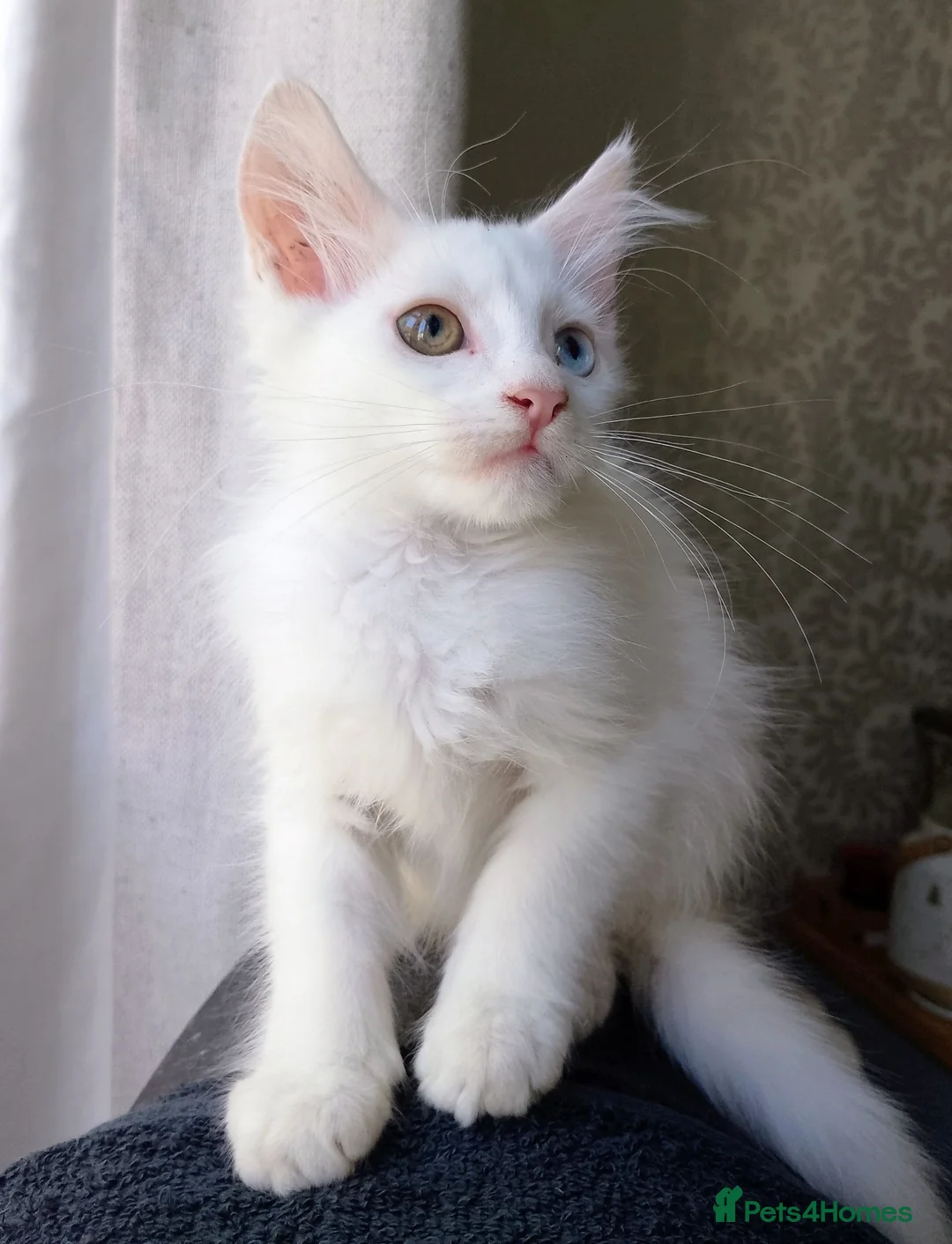 Maine Coon cats for sale: Maine Coon Kittens White and Smoke - Advert 2