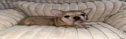 French Bulldog dogs for sale: Blue, blue fawn and platinum french bulldog  - Advert 9