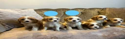 Cavachon dogs for sale: Cavachon puppies  - Advert 8