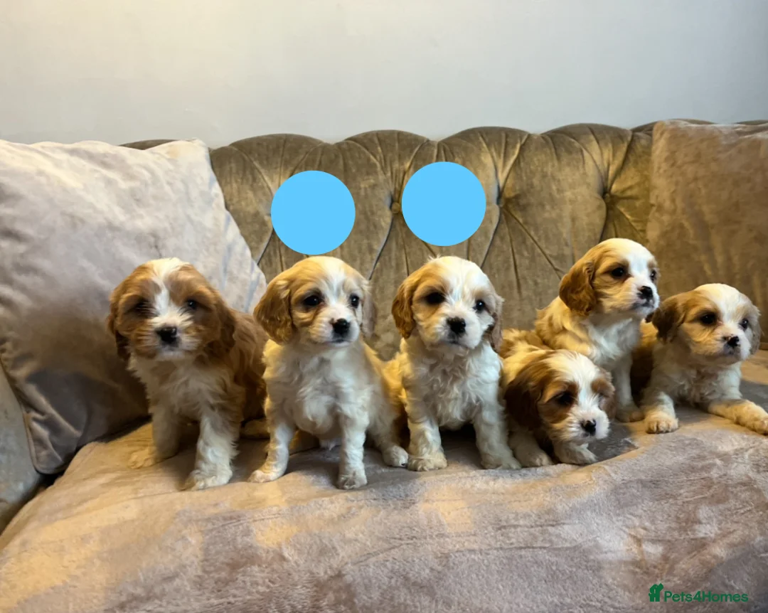 Cavachon dogs for sale: Cavachon puppies  - Advert 8