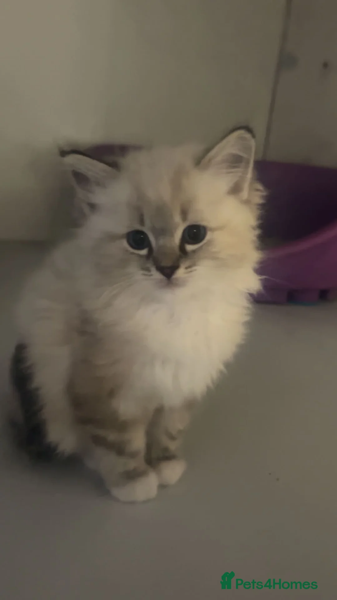 Ragdoll cats for sale: Beautiful Ragdoll Kittens in Bo'ness - Advert 2