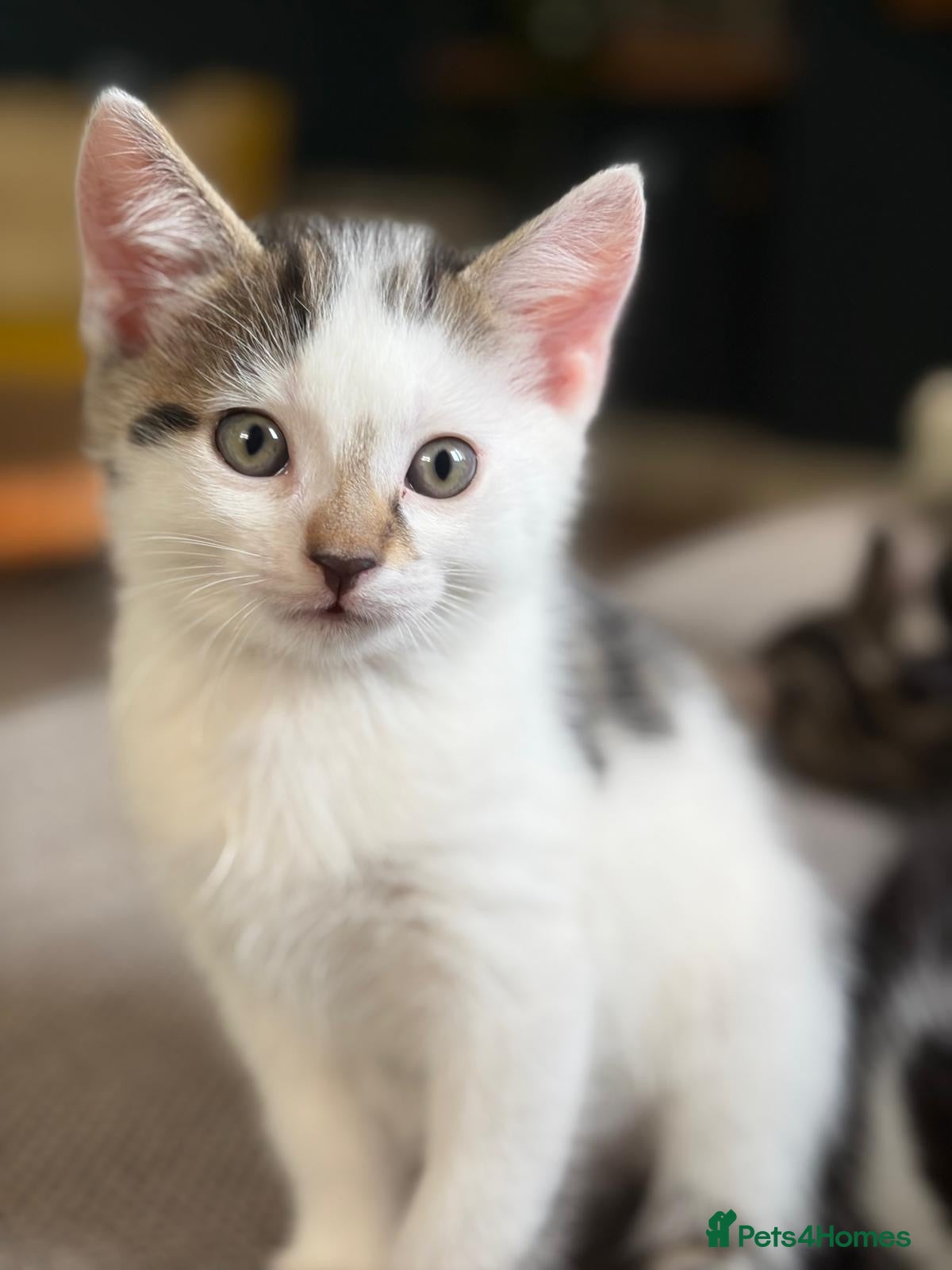 Mixed Breed cats Mixed breed kittens  - Advert 5