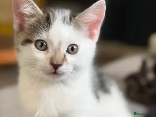 Mixed Breed cats Mixed breed kittens - Advert 5