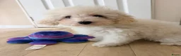 Maltipoo dogs for sale: Beautiful heath tested f1 Malitpoo babies  - Advert 18