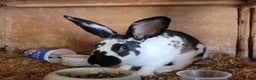 Belgian Hares rabbits for sale: 'Koda' chocolate&white butterfly Belgian Hare buck - Advert 5