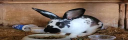 Belgian Hares rabbits for sale: 'Koda' chocolate&white butterfly Belgian Hare buck - Advert 5