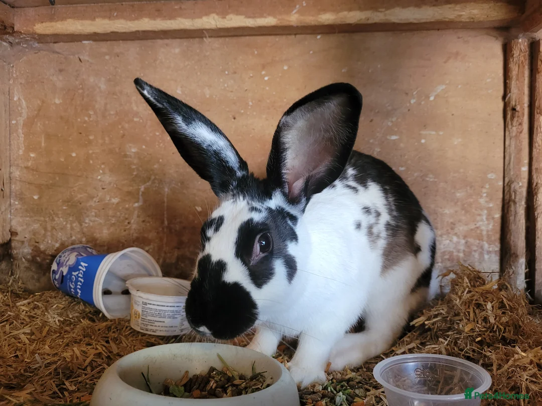 Belgian Hares rabbits for sale: 'Koda' chocolate&white butterfly Belgian Hare buck - Advert 5