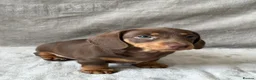 Miniature Dachshund dogs for sale: Chocolate and tan short haired mini dachshund  - Advert 20