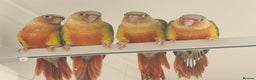 Conures birds for sale: Super Tame Pineapple Conure Babies – £250 Each - Advert 2