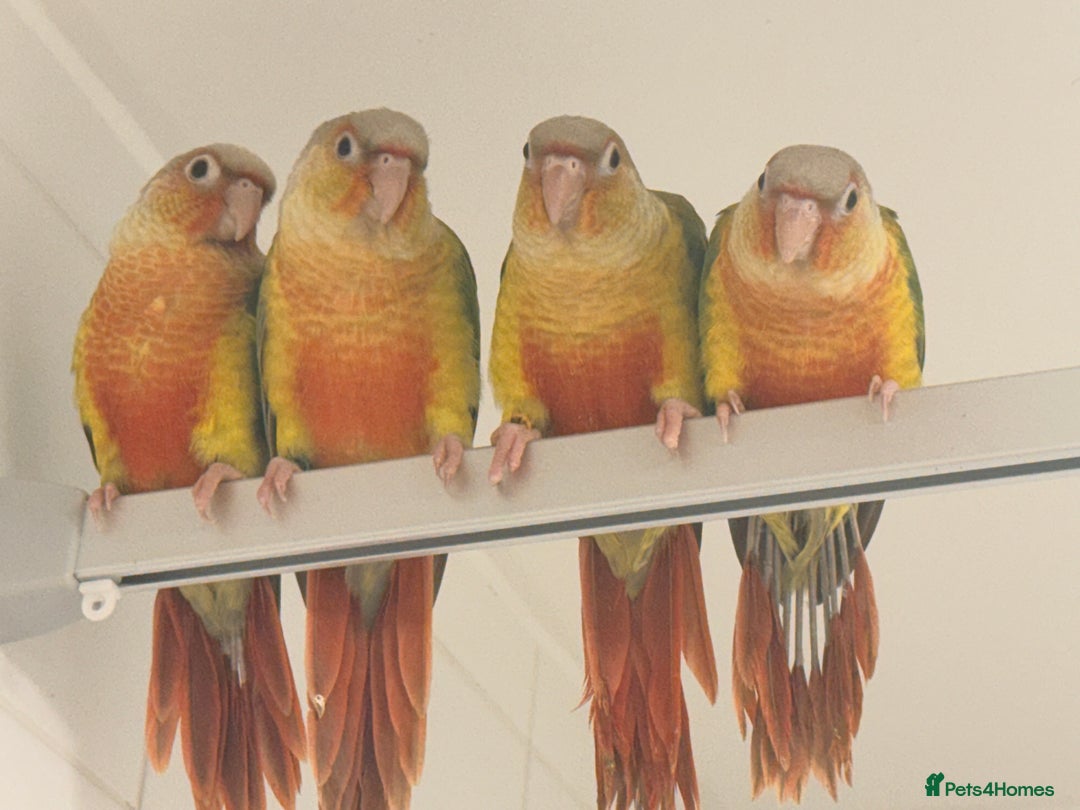 Conures birds for sale: Super Tame Pineapple Conure Babies – £250 Each - Advert 2