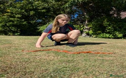 Corn Snake reptiles for sale: Corn Snake  - Advert 4