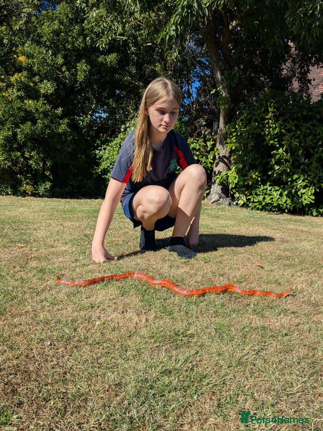 Corn Snake reptiles for sale: Corn Snake  - Advert 4