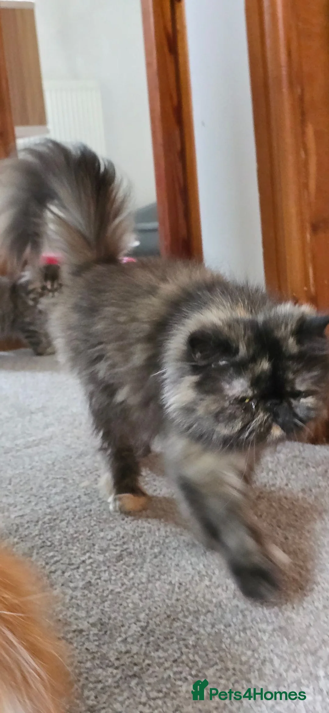 Persian cats for sale: 😸 Big persian kittens 😸  - Advert 8
