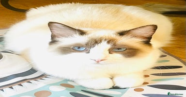 Ragdoll cats - Advert 6