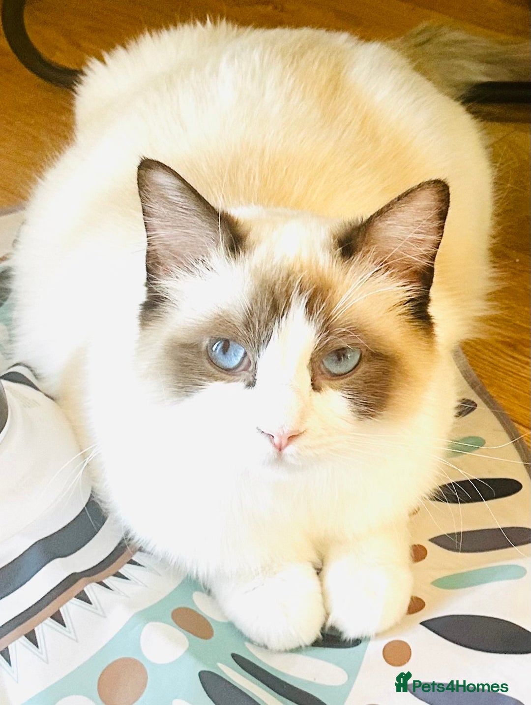 Ragdoll cats for sale: GCCF RAGDOLLS  - Image 3