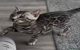 Bengal cats for sale: Breed quality silver bengal kittens 🐆💎🤍🩶🖤 - Image 9