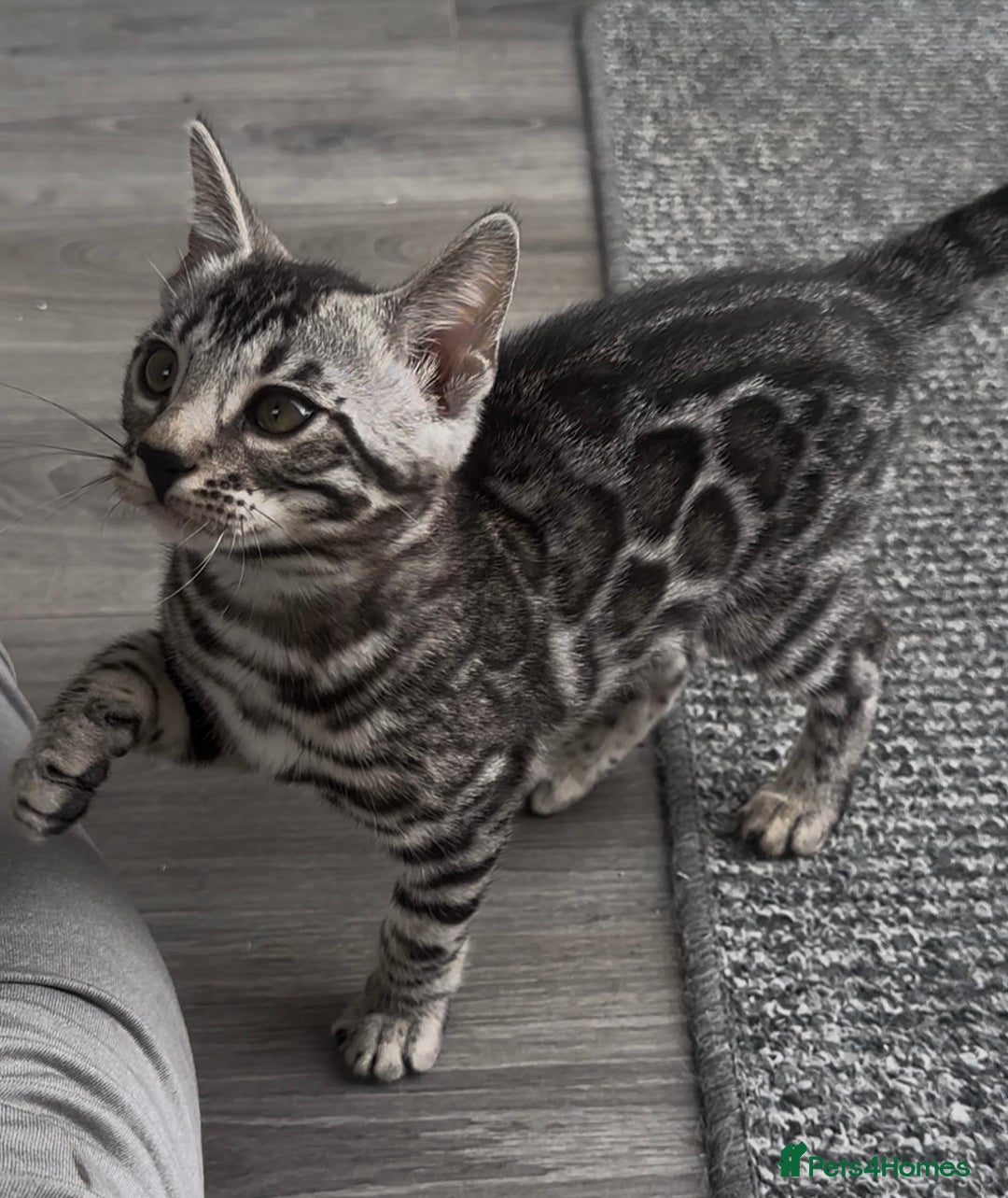 Bengal cats for sale: Breed quality silver bengal kittens 🐆💎🤍🩶🖤 - Image 9