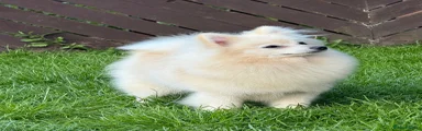 German Spitz Puppy 1