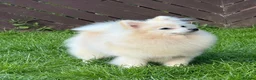 German Spitz dogs for sale: *** Beautiful Cream German Spitz *** - Advert 3