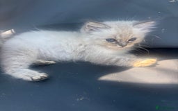 Ragdoll cats for sale: Champion bloodlines Ready for their loving homes - Image 37