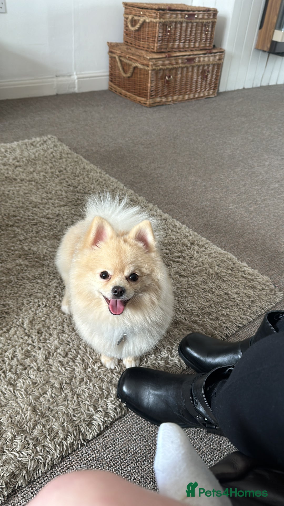 Pomeranian dogs for stud: Pomeranian stud available  - Advert 13
