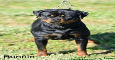 Rottweiler dogs Top Quality KC Health Tested Rottweiler Puppies  - Advert 2